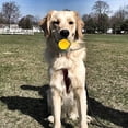 thumbnail image 4 of Pet Ball Toy with Rope for Dogs, Rubber Dog Chew Ball for Pets Dogs Training Playing Exercise,, 4 of 6