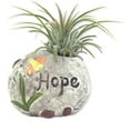 thumbnail image 5 of Aspirational Air Plant Set - 3 Live Air Plants in Decorative Pots - Hope  Dream  Imagine - Cactus  Succulent  Air Plant - A Symbol of Serenity and Natural Beauty, 5 of 6