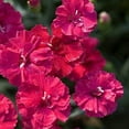thumbnail image 4 of Frosty Fire Dianthus - 3 Live Plants - Dianthus Allwoodii - Fragrant Cold Hardy Groundcover, 4 of 7