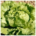 thumbnail image 2 of Everwilde Farms - 1 oz Great Lakes Batavian Lettuce Seeds - Gold Vault Bulk Seed Packet, 2 of 3
