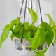 thumbnail image 3 of GOOHOCHY 5 piezas de maceta de flores ganchos colgantes colgador colgante colgante soporte para macetas ganchos de jardín ganchos, 3 of 7