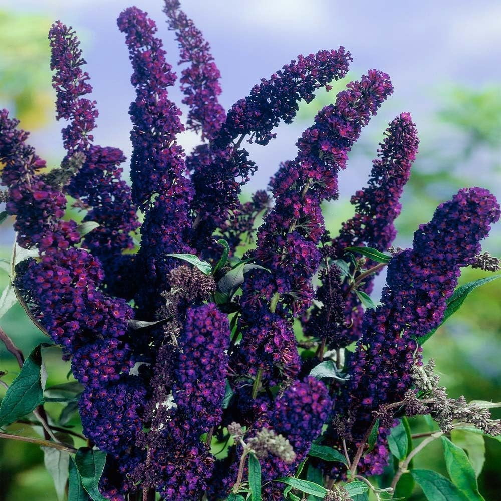 Buddleia Black Knight 3 Live Plants Fragrant Butterfly Bush, Attracts Butterflies & Hummingbirds, Drought Tolerant Flowering Shrub