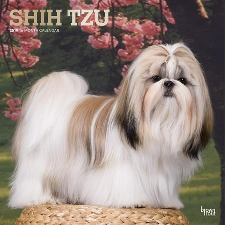 Shih Tzu 2019 Square Foil (Other) (Shih Tzu Best Haircut)