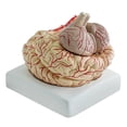 thumbnail image 2 of Modelo Plástico de Cerebro Modelo de Demostración Educación Científica, 2 of 9