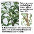 thumbnail image 4 of Ourlova 4.9ft/5.9ft Artificial Olive Tree, Faux Potted Olive Tree With Realistic Leaves And Adjustable Branches, Decorative Faux Olive Tree In Pot For Living Room Office Decor, 4 of 6