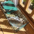 thumbnail image 6 of HOMESTEAD 2-Pack Live Animal Trap - Specialized for Raccoons, Opossums, Groundhogs, Skunks, Feral Cats, Squirrels - Heavy Duty Steel Traps, 1-Door, Green, Humane Catch & Release Animal Trap,89-302, 6 of 9