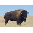 thumbnail image 2 of Art.com Buffalo Stretched Canvas Print Wall Art by DLILLC, 18" x 12", 2 of 4