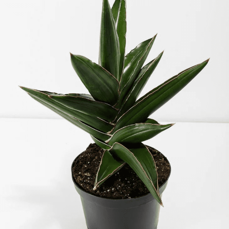 Samurai Snake Plant, Dracaena Hanningtonii, Dwarf Sansevieria, Rare  Succulent in 3" pot