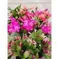 thumbnail image 4 of Live Christmas Cactus Plant - 4" Decorative Holiday Pot, 4 of 5