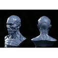 thumbnail image 3 of 4" Human Model Anatomy Skull Head Muscle Bone for Drawing Drawing School Artist Drawing Grey, 3 of 8