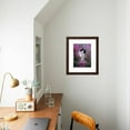 thumbnail image 5 of Domestic Cat, Black Bicolour PersianCross Kitten Among Rosebay Willowherb, Animals Framed Art Print Wall Art by Jane Burton Sold by Art.Com, 5 of 6