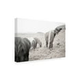 thumbnail image 2 of Trademark Fine Art 'Horses of Hofn II BW' Canvas Art by Laura Marshall, 2 of 3