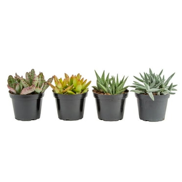 Costa Farms 4" Tall Assorted Succulents, Bright Direct Sunlight, Indoor Live House Plants in 3.8" Pot, 4-Pk