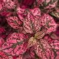 thumbnail image 2 of Proven Winners 1.56PT Hypoestes Hippo Rose Variety Live Plant, 2 of 6