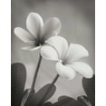 thumbnail image 2 of Vitaly Geyman 36x44 Gallery Wrapped Canvas Wall Art Titled - Plumeria II, 2 of 4