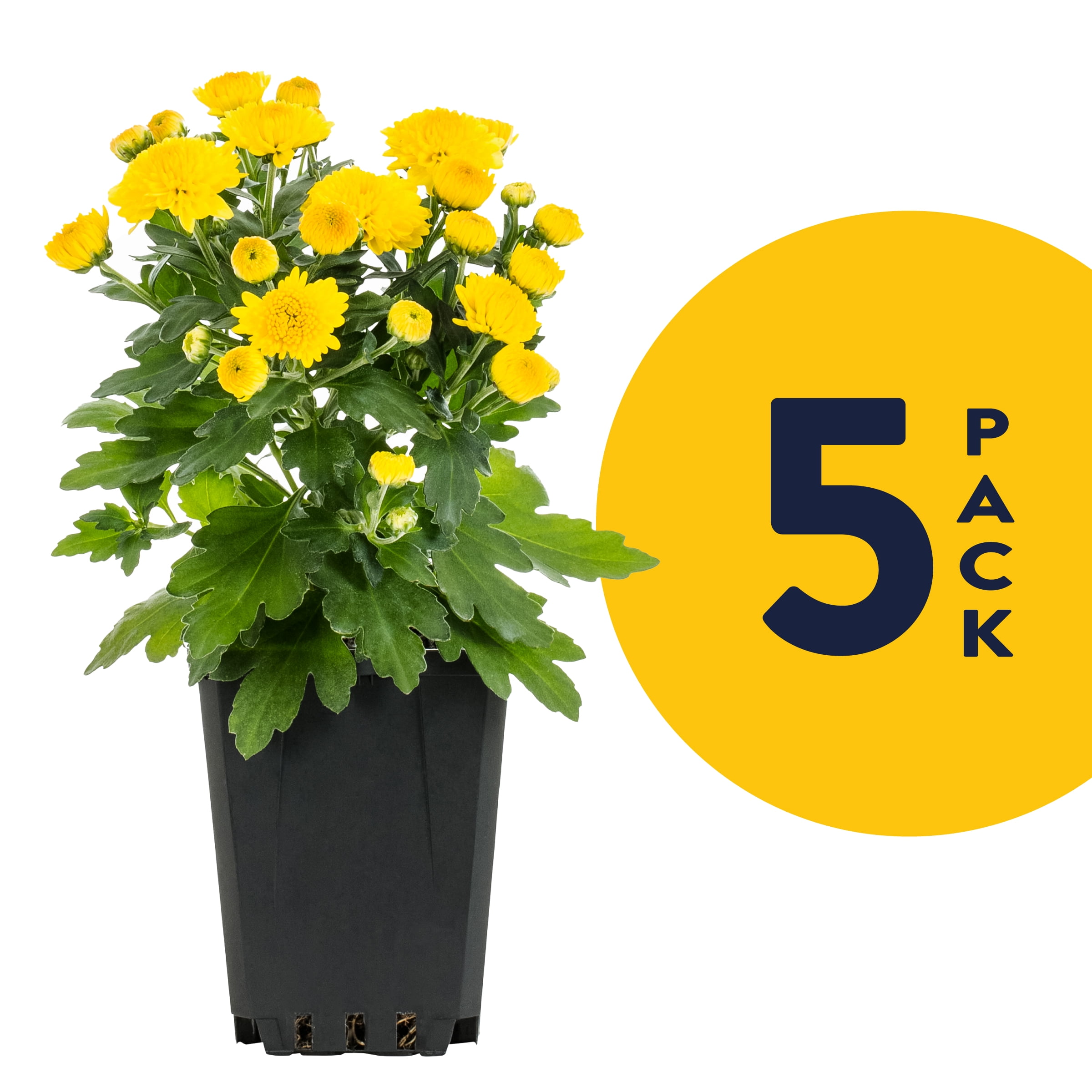 Expert Gardener 1PT Yellow Garden Mum Live Plants (5 Pack) with Grower