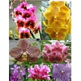 thumbnail image 4 of 5 Live Orchid Plants (Cattleya, Oncidium, Dendrobium, Vanda, and Phalaenopsis ), 4 of 7