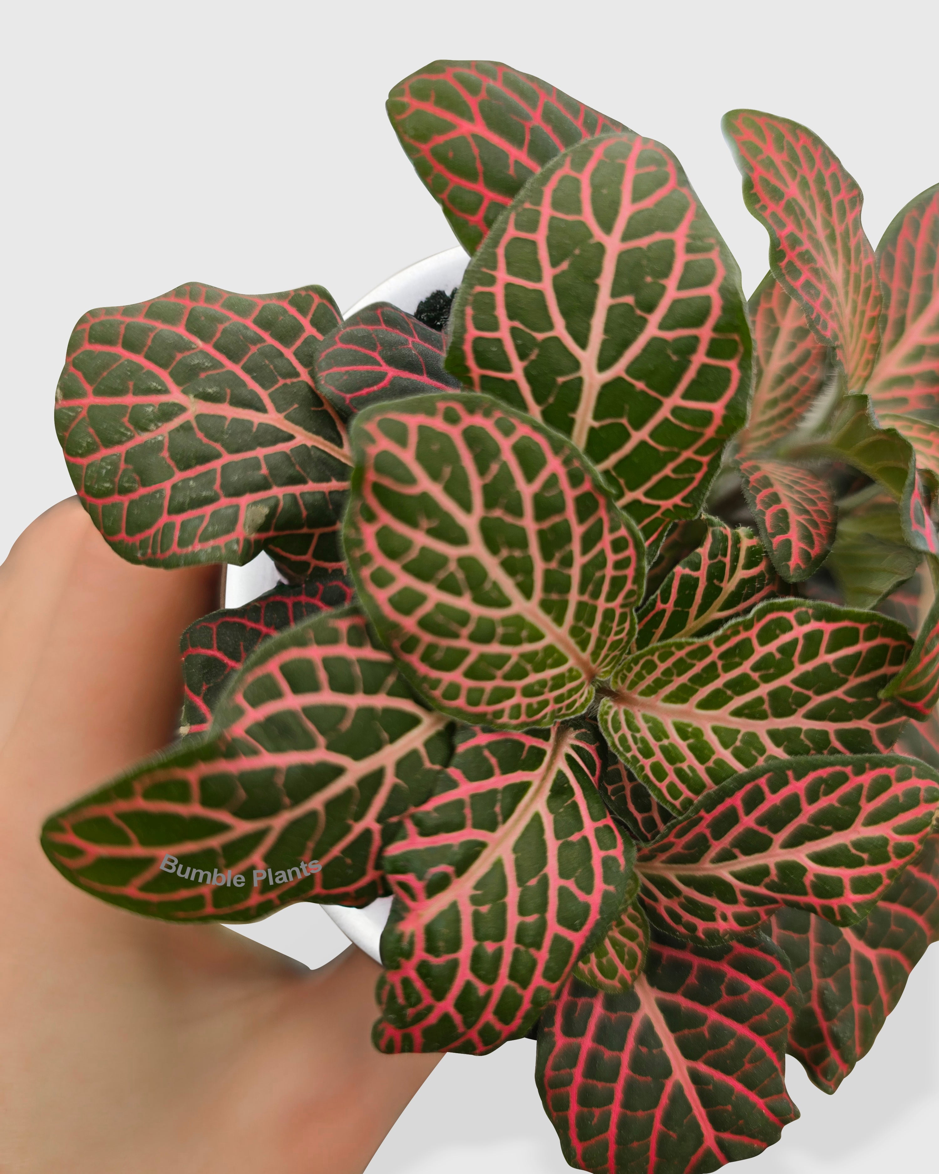 Fittonia 'Red Nerve Plant' - Live Air-Purifying Indoor Plant in Nursery Pot – Easy Care, Low Maintenance Houseplant for Home & Office Decor, Natural Air Cleaner, Best for Beginners