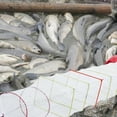 thumbnail image 4 of Fishing Folding Mesh Cage Foldable Cages Fishing Net Fish Crabs Lobsters Traps, 4 of 8