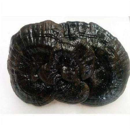 Wild Black Reishi (1 Lb) Ganoderma Lucidum