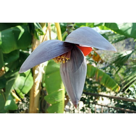 Banana Leaf Picture LAMINATED POSTER Green Garden Bananas Banana Nature Leaves Flowers Poster Print 24 x 36 ()