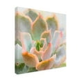 thumbnail image 2 of Trademark Fine Art 'Succulent XI' Canvas Art by Vicki Gladle Bolick, 2 of 3