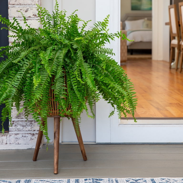 Expert Gardener 20-24 inch Wide Boston Fern Live Plant in 1.5-Gallon Grower Pot, Size: 1.5 G