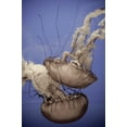 thumbnail image 2 of Erin Berzel 13x18 Gallery Wrapped Canvas Wall Art Titled - In the Water I, 2 of 4