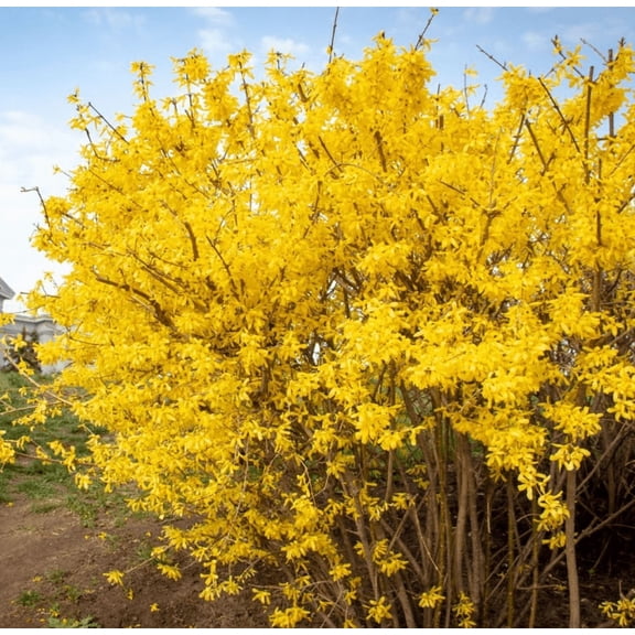 2 Dormant Forsythia Plants Live, Bare Roots Forsythia Plant 12-18 Inch Tall, Lynwood Gold Forsythia Bush for Outdoor Growing