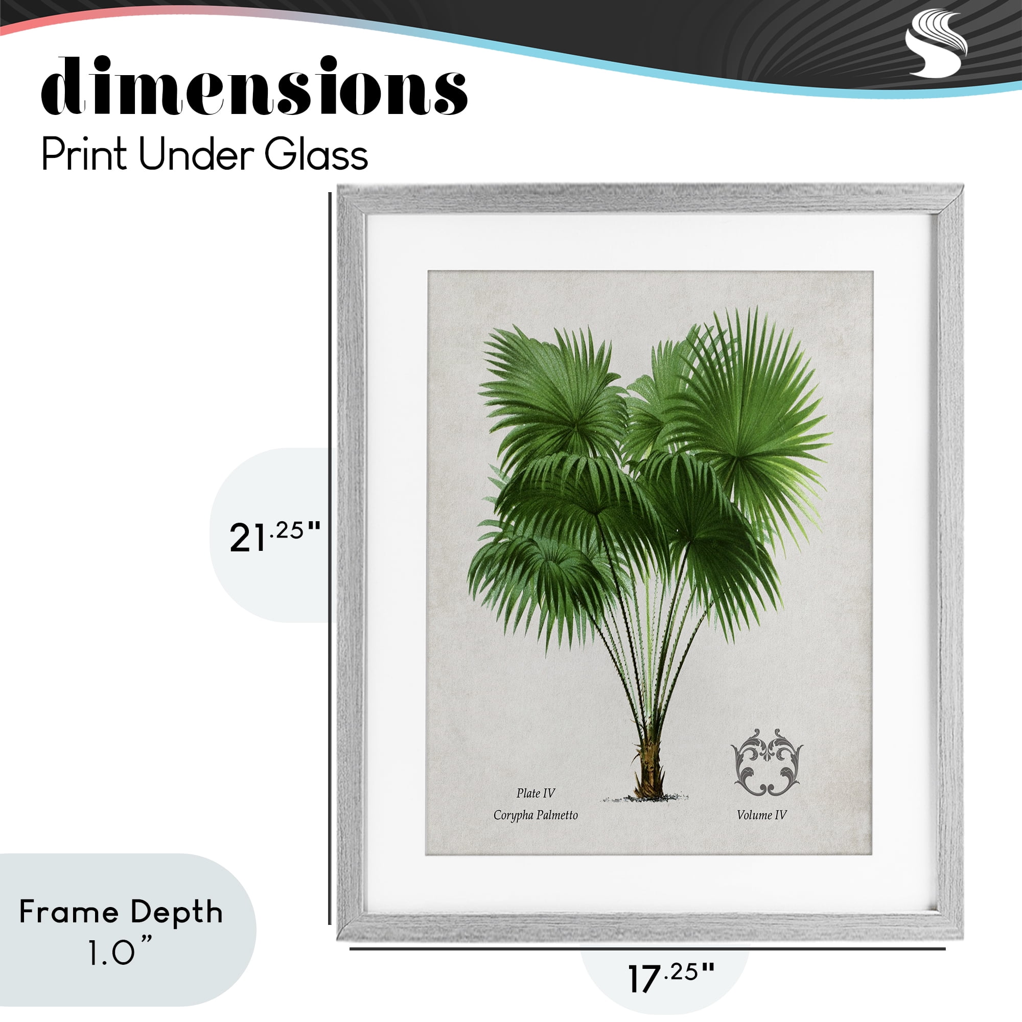 Stupell Industries Fan Palm Vintage Study Gray Framed Print Under Glass, design by Val Rhodes