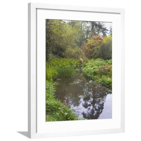 Large Black Candelabra Large Pond with Candelabra Primula and Acers in the Spring, Minterne, Dorset Framed Print Wall Art By Phillip Smith ()