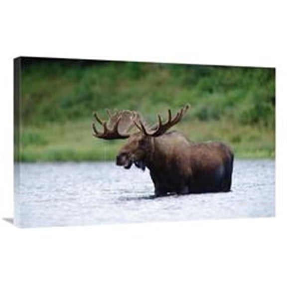 24 x 36 in. Moose Male Raising Its Head While Feeding in Lake, North America Art Print - Tim Fitzharris