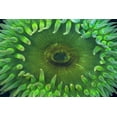 thumbnail image 2 of Paulson, Don 14x11 White Modern Wood Framed Museum Art Print Titled - USA, Washington Close-up of sea anemone, 2 of 4
