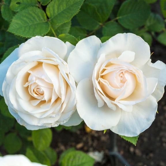 Easy Spirit Floribunda Rose Bush Potted Flowering Shrub, in a 3 Gal. Pot