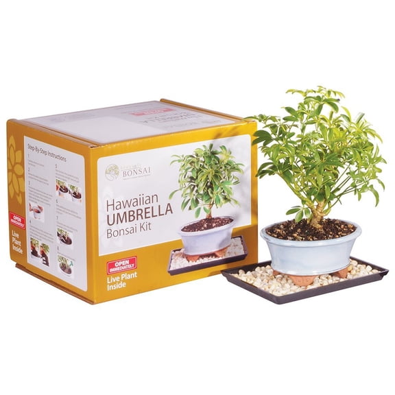 Brussel's Hawaiian Umbrella Bonsai Kit (Indoors)