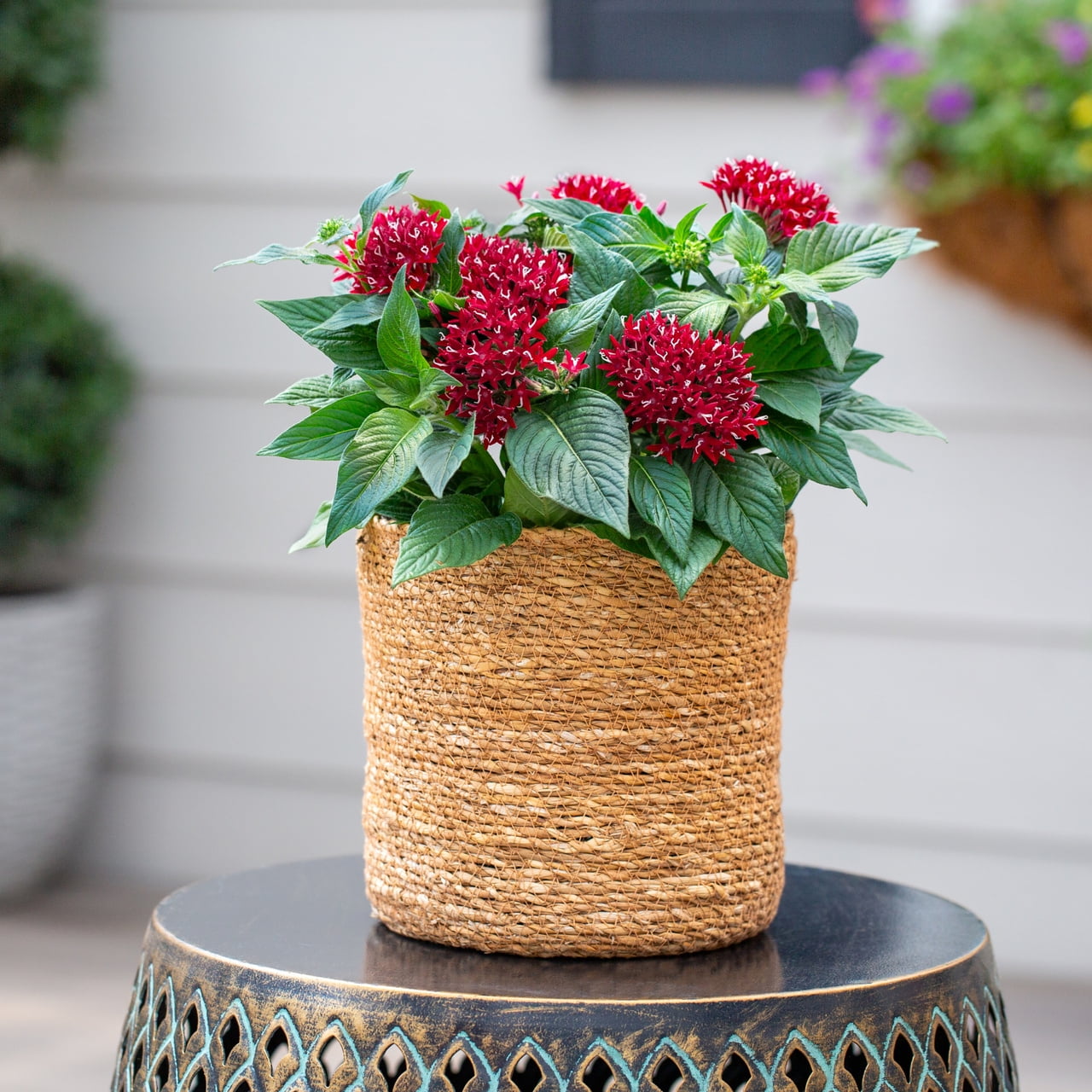 Better Homes & Gardens 1.5PT Red Pentas Live Annual Plant Sun 5-Pack