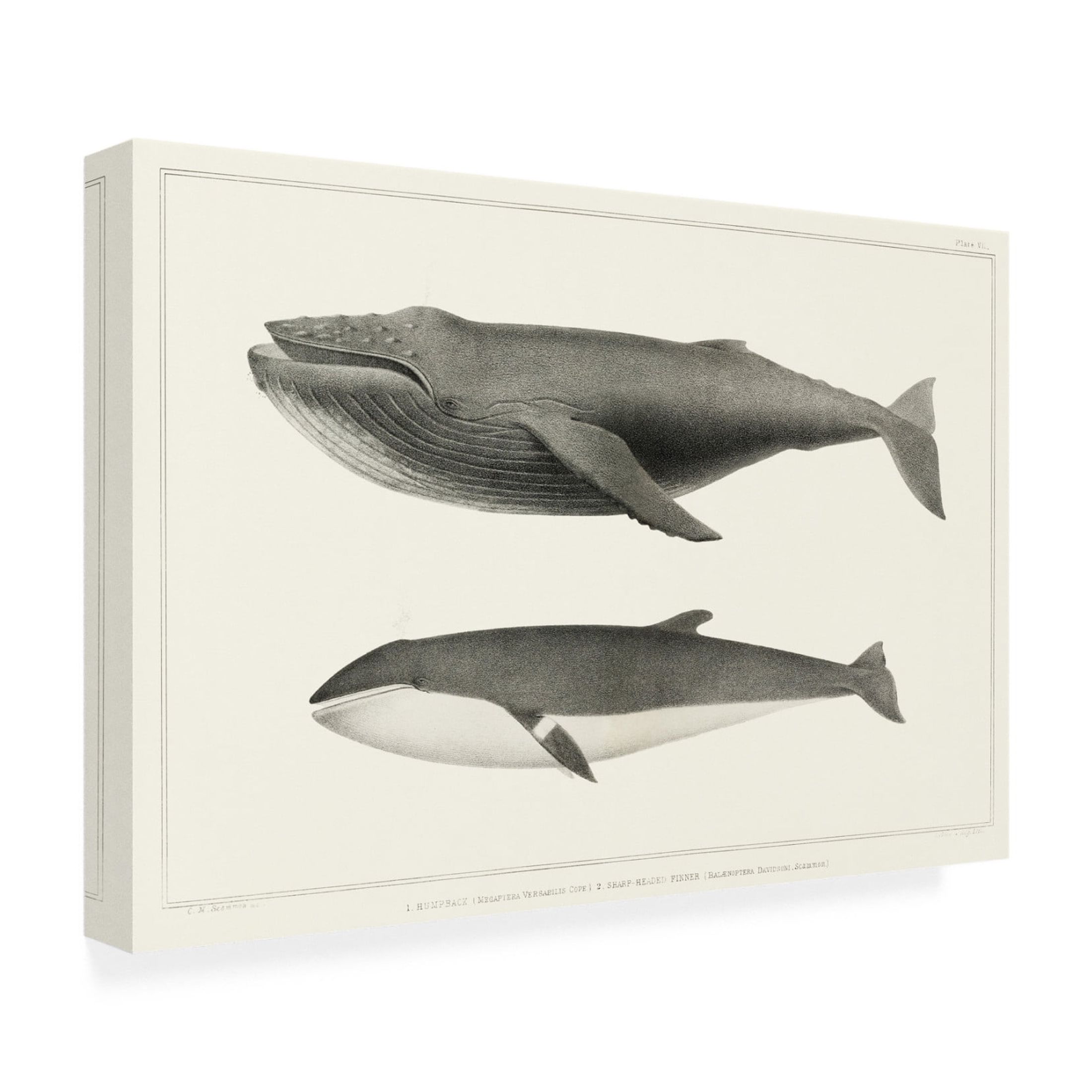 Trademark Fine Art Charles Melville Scammon Melville's Whales II Canvas Wall Art