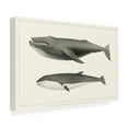 thumbnail image 2 of Trademark Fine Art Charles Melville Scammon Melville's Whales II Canvas Wall Art, 2 of 4