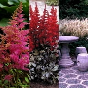 Classy Groundcovers, Astilbe Perennial Plant Mix: 25 Pink, 25 Red, 25 White Astilbe japonica Mix (25 of each)