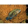 thumbnail image 2 of Lee Peterson 32x23 Gallery Wrapped Canvas Wall Art Titled - Fish I, 2 of 4