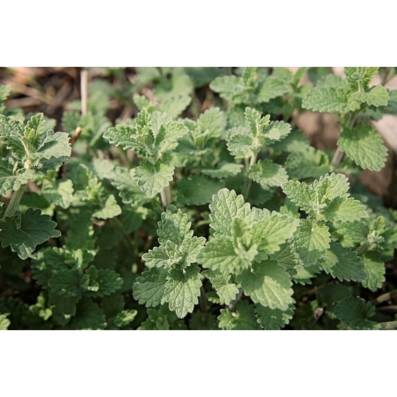 Catnip Seeds/ Perennial/ Full Sun/ 160K Seeds 1/4lb/ Zellajake Farm and Garden - B3
