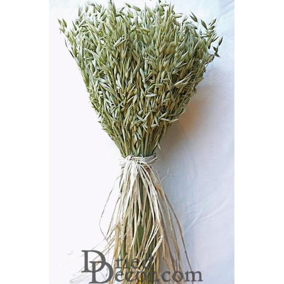 1 Bunch, Short Stem 16-19 Inch Avena Green Oats Stack for Home, Office, Weddings or Party Decor