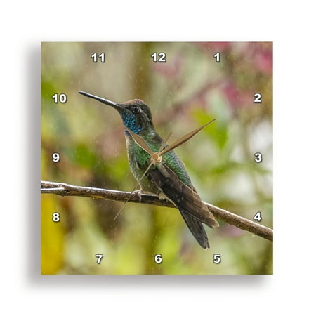 3dRose, Costa Rica, Cordillera de Talamanca. Talamanca hummingbird in rain., 15x15 Wall Clock