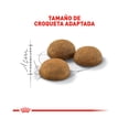 thumbnail image 3 of Alimento para gatos adultos ROYAL CANIN INDOOR 1.3 KG, 3 of 3