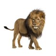 thumbnail image 2 of Side Lion Walking Wall Decal by Wallmonkeys Peel and Stick Graphic (18 in W x 18 in H) WM60650, 2 of 4