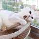 thumbnail image 5 of 5-10X Juguetes para gatos Silvervine Chew Stick Golosina para gatitos Juguete para limpiar los dientes Juguetes para gatos, 10 piezas, 5 of 5