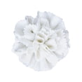 thumbnail image 1 of Arte de pared de flores de cerámica 3D colgantes, flores de porcelana, fácil instalación, decoración artística Clavel, 1 of 9