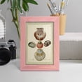 thumbnail image 5 of Bookplate Shells III - Framed Print w/glass - Sunset Pink, 5 of 8
