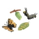 thumbnail image 4 of Juego de crecimiento de insectos para niños Hugo 4 Juguetes de Enseñanza de Aprendizaje de Educación de Mariposa Natural, 4 of 10