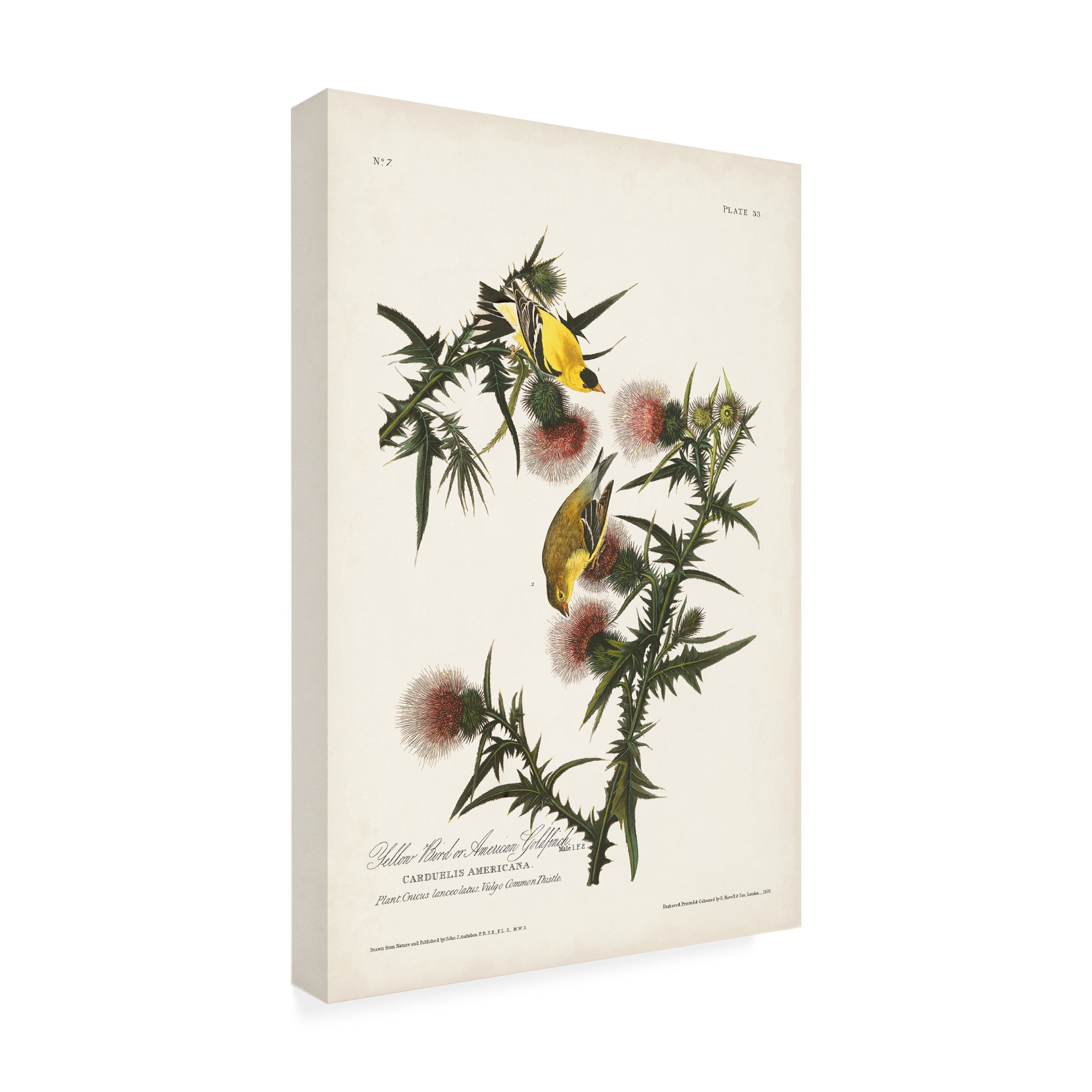 John James Audubon ' Gold Finch' Canvas Art